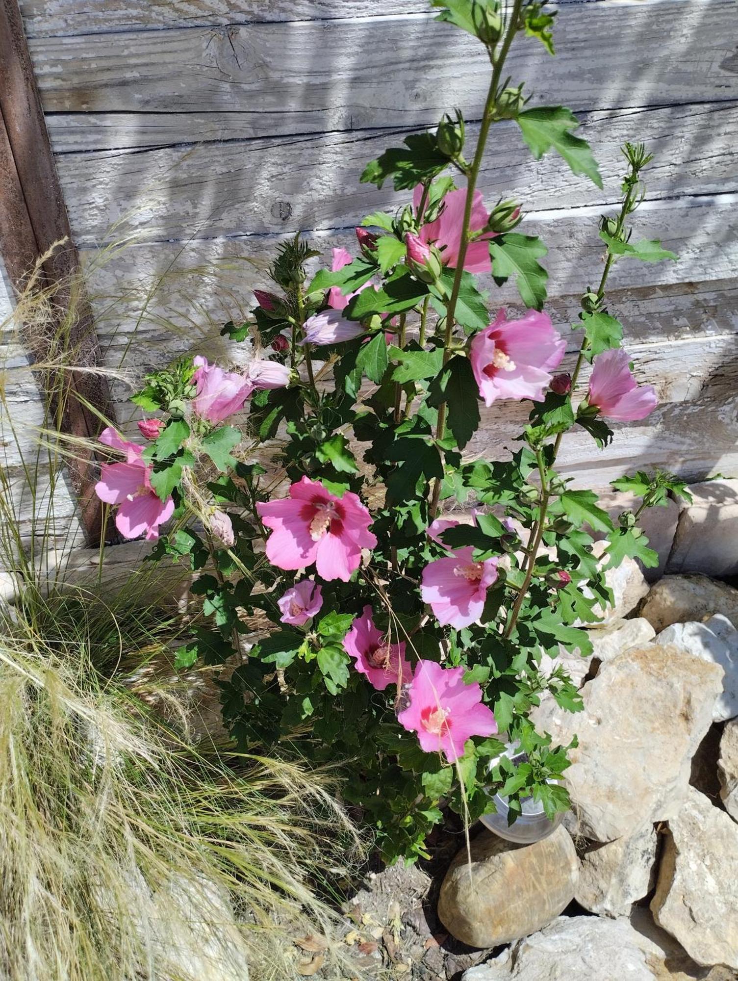 Chez Les Filles Bed & Breakfast Dions Bagian luar foto